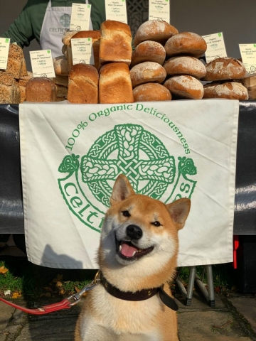 A very photogenic Shiba!