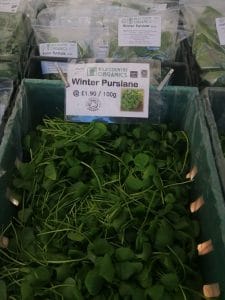 Winter Purslane