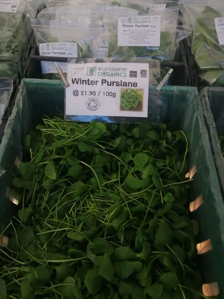 Winter Purslane