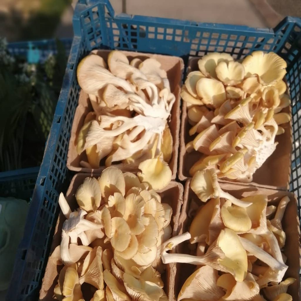 Mushrooms